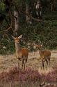 20 Hoge Veluwe, edelherten